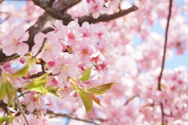 桜の花